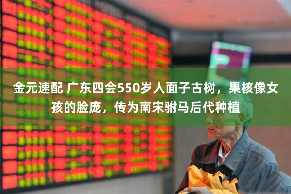 金元速配 广东四会550岁人面子古树，果核像女孩的脸庞，传为南宋驸马后代种植